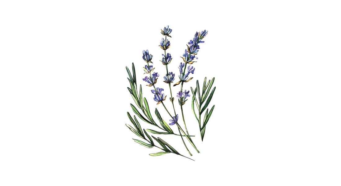 lavendel