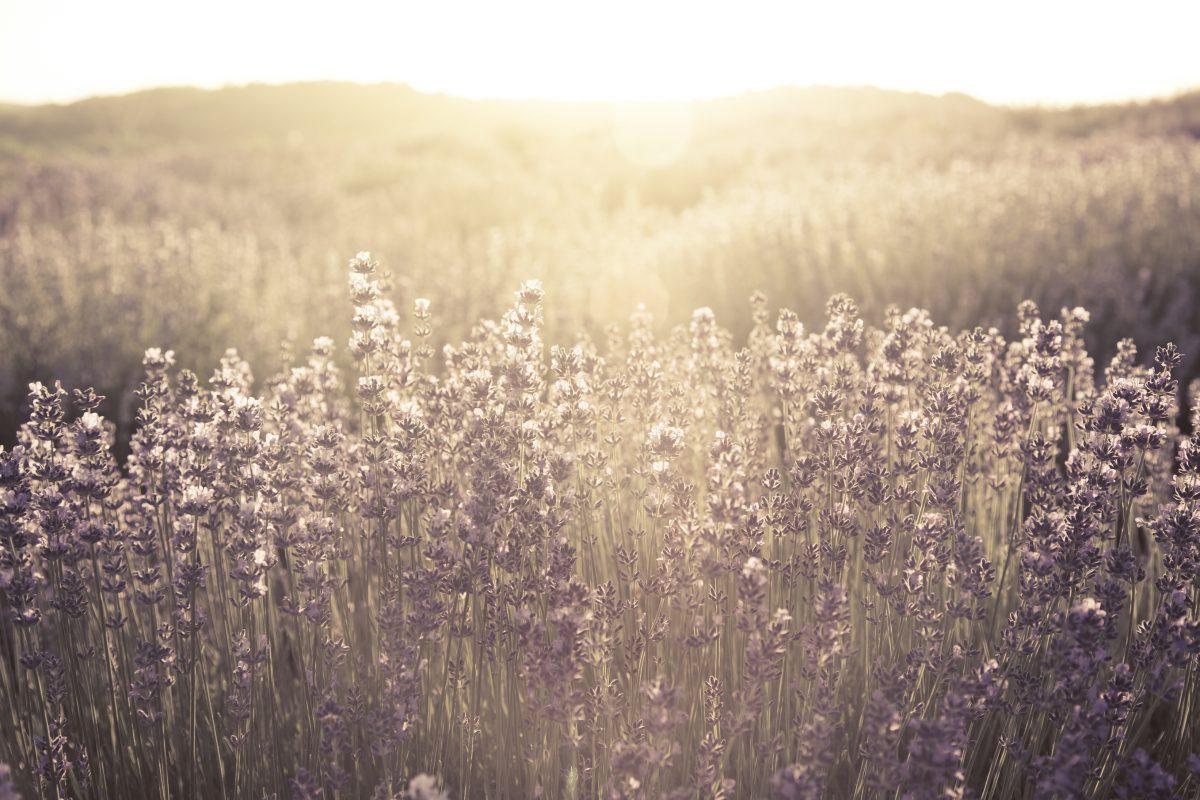 Morning sun rays shining down on purple field of lavender.