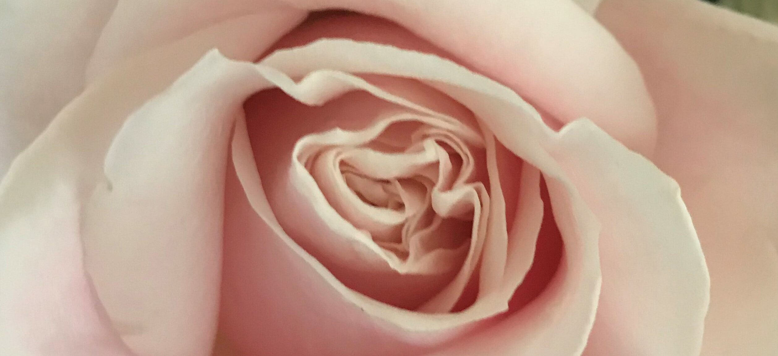 rosen-billede-scaled