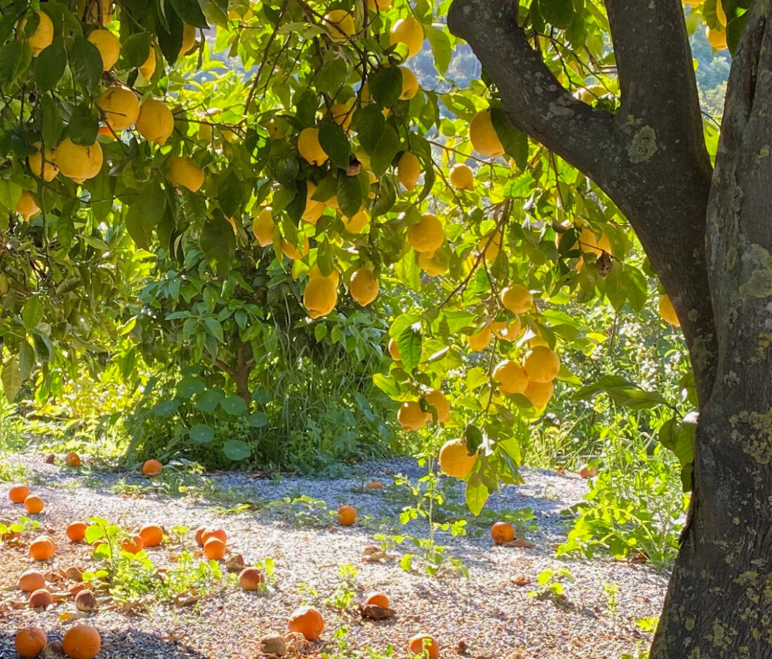 Garden of Lemons – spirituelt rejse i Spanien ”Sanselighed og livsglæde”