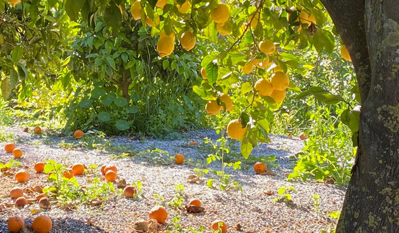 ”Garden Of Lemons”  – Livsfornyelse Den 27. Oktober Til Den 1. November